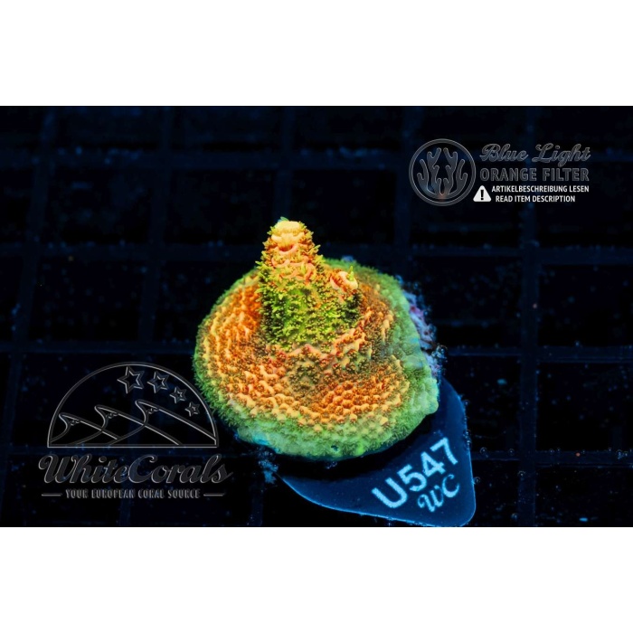 YAKIT ENJEKTÖR BASINÇ BORUSU CADDY/GOLF/JETTA/PASSAT/POLO/A1/A3